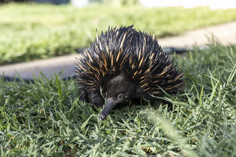 Wildlife