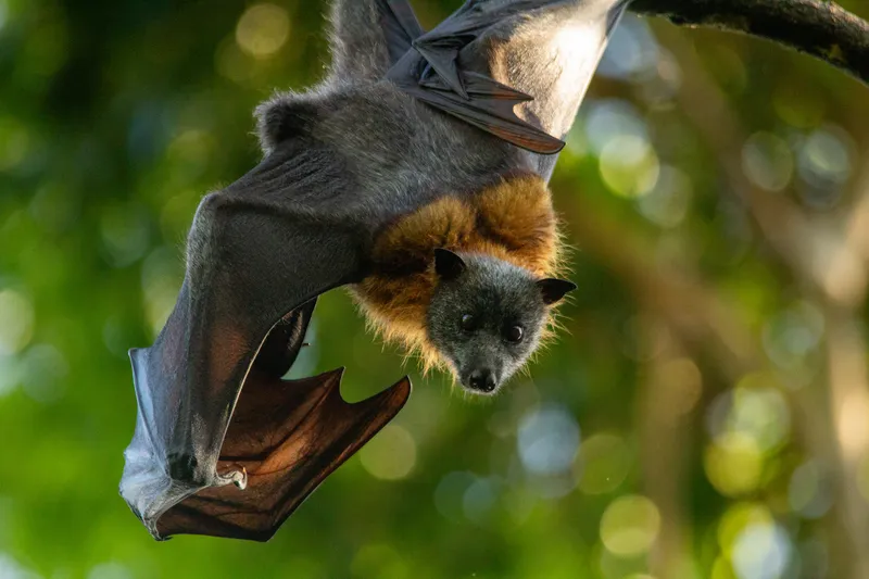Wildlife