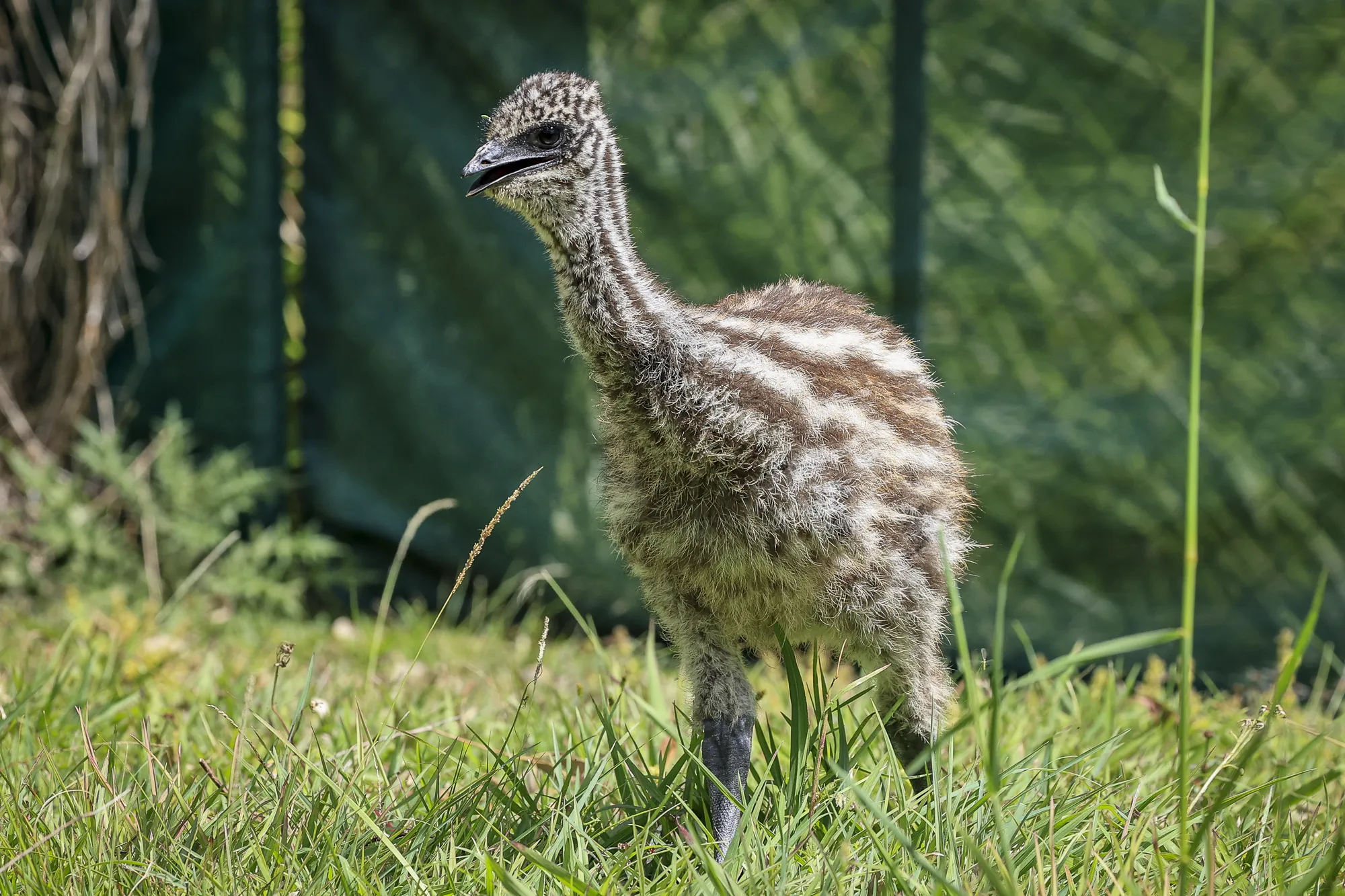 Wildlife in care