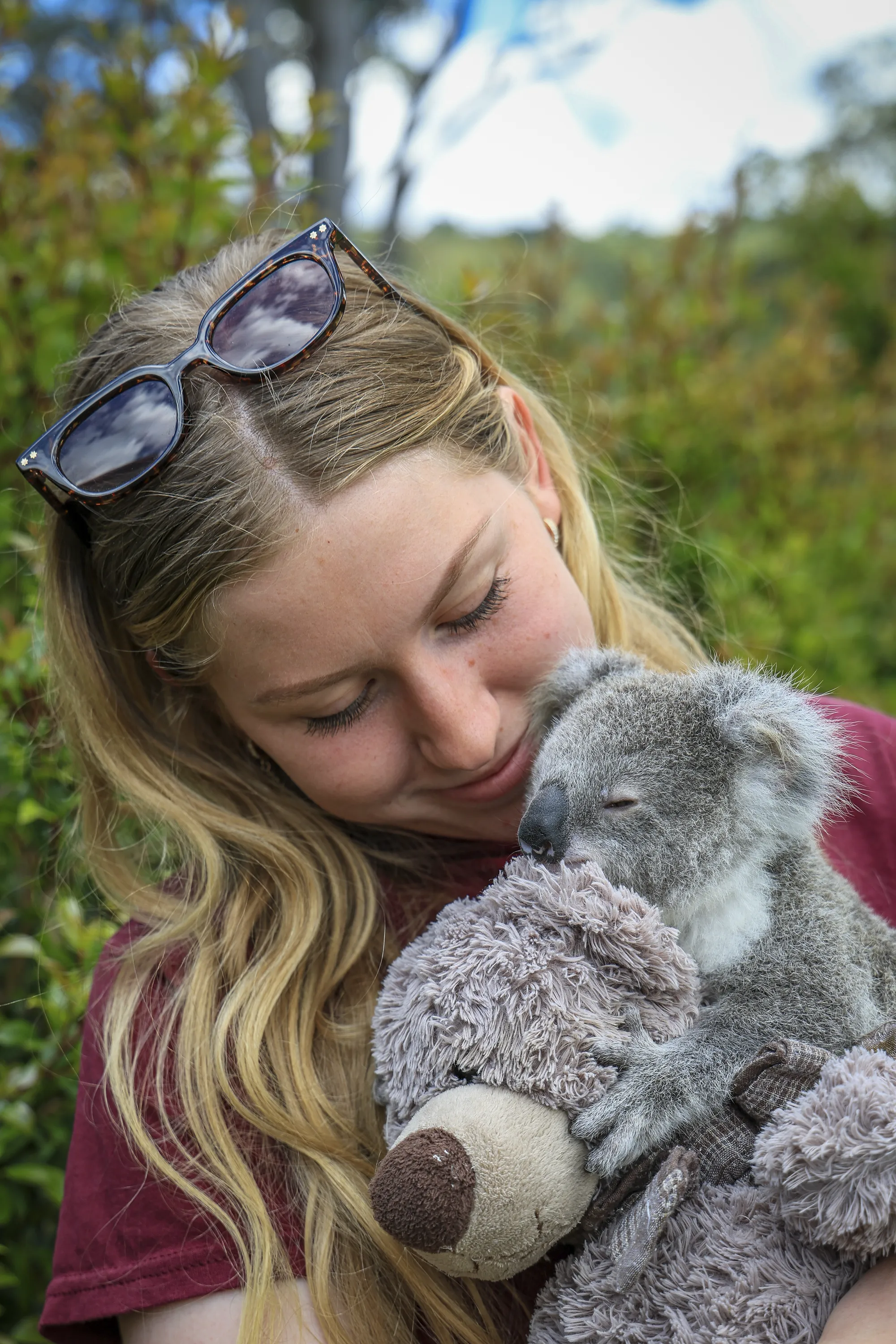 Koala in care