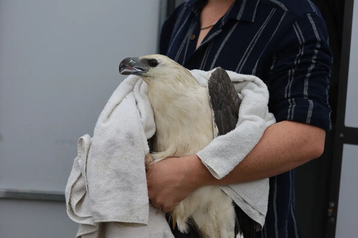 White-bellied Sea Eagle