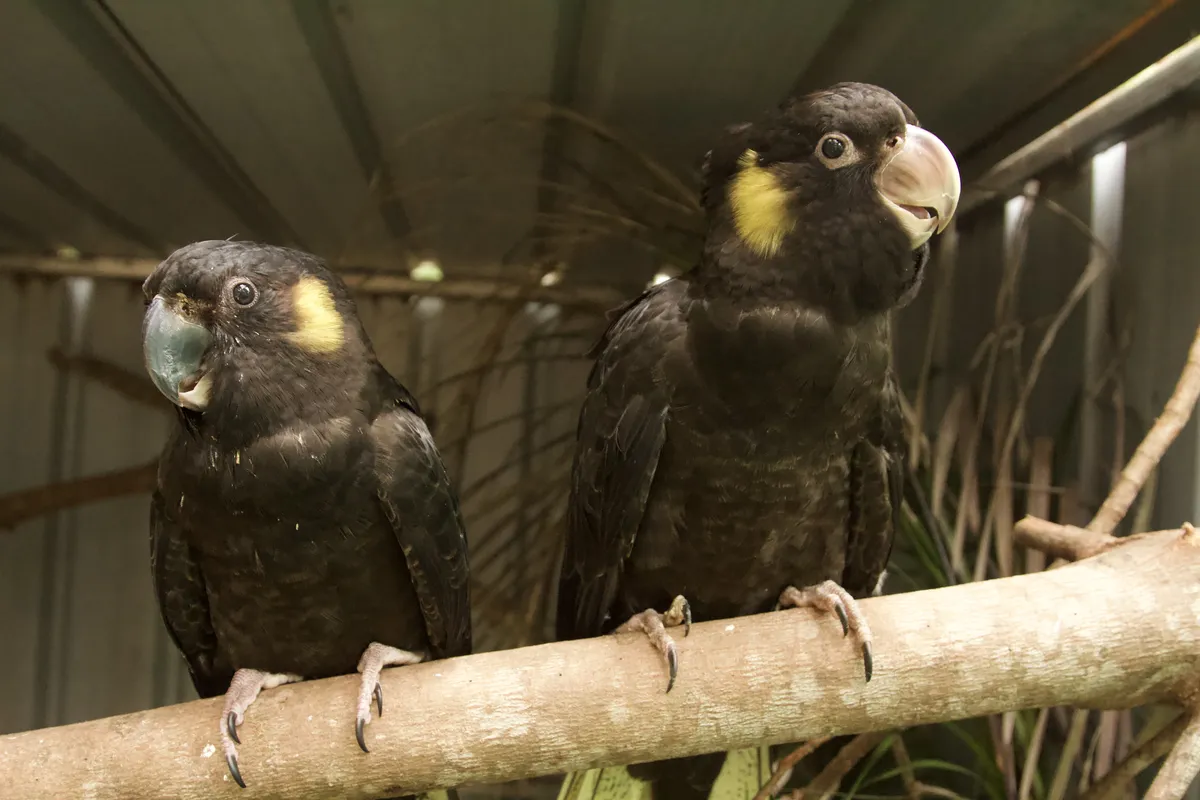 Yellow-tailed Black Cockatoos