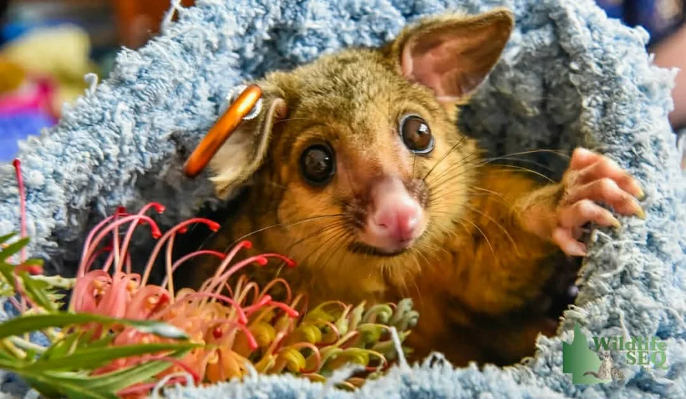 Brushtail Possum