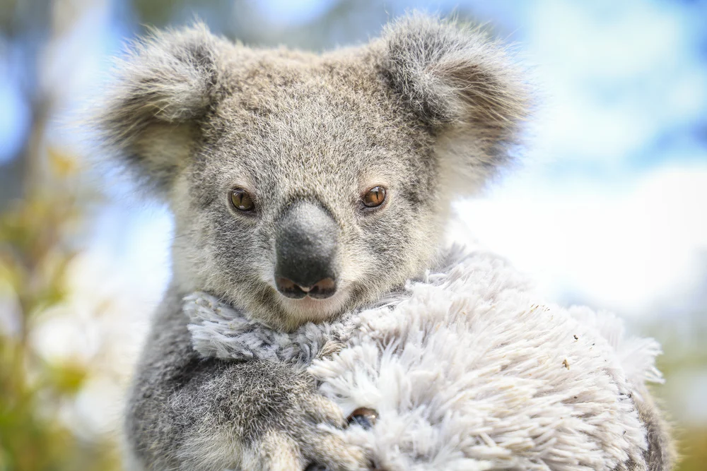Koala