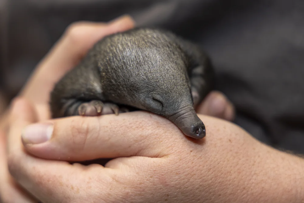 Echidna (Puggle)